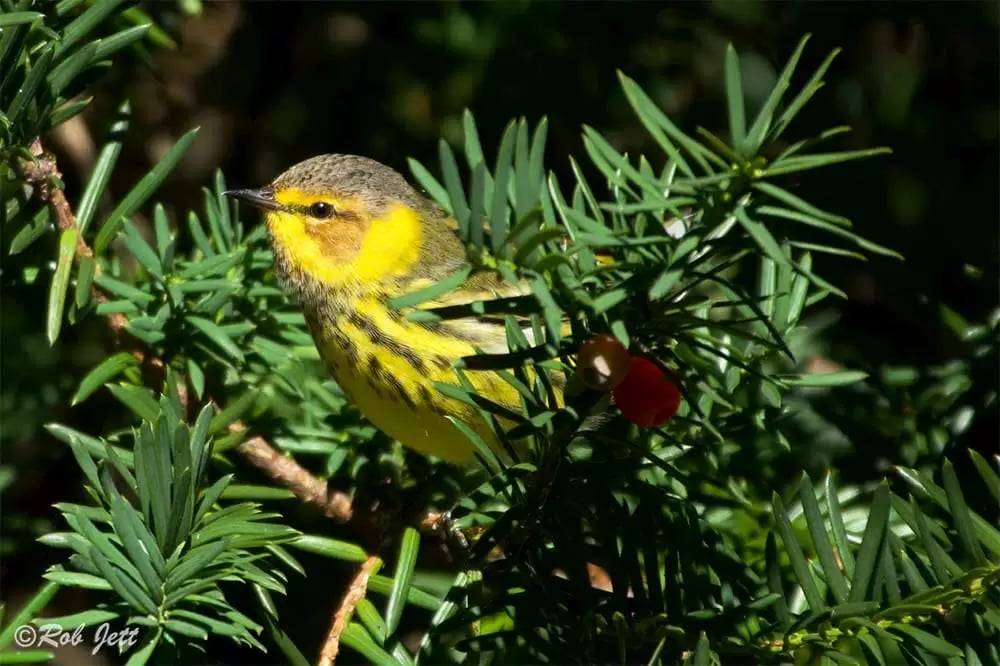 Birding In Peace 1