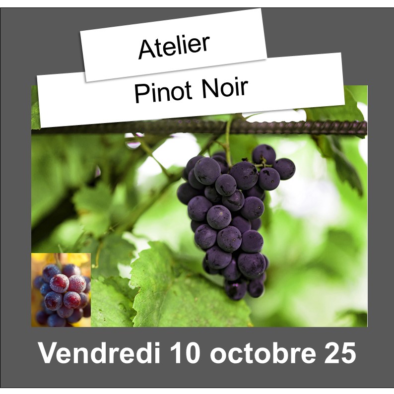 Ateliers Œnologiques Pornic 4