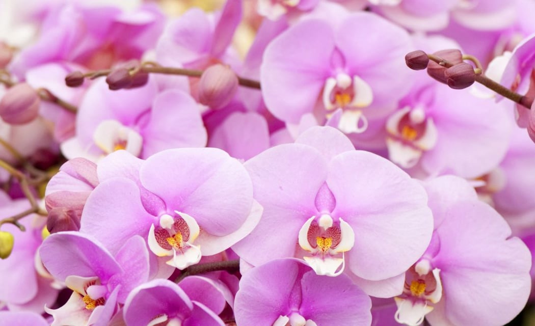 The Orchid Show: Mr. Flower Fantastic's Concrete Jungle Tour 1