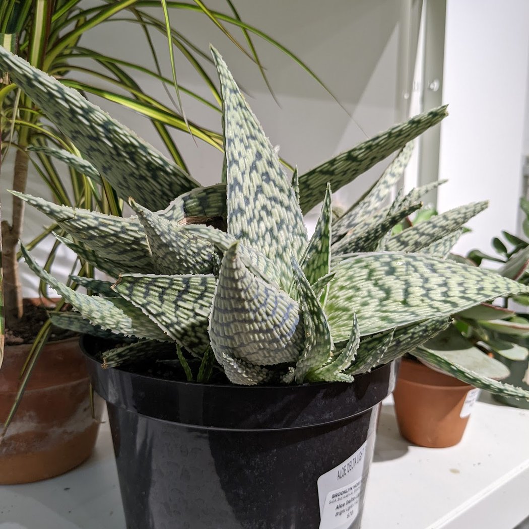 Brooklyn Horticulture 1