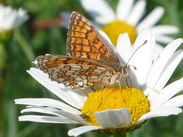 Opération protection des abeilles 1