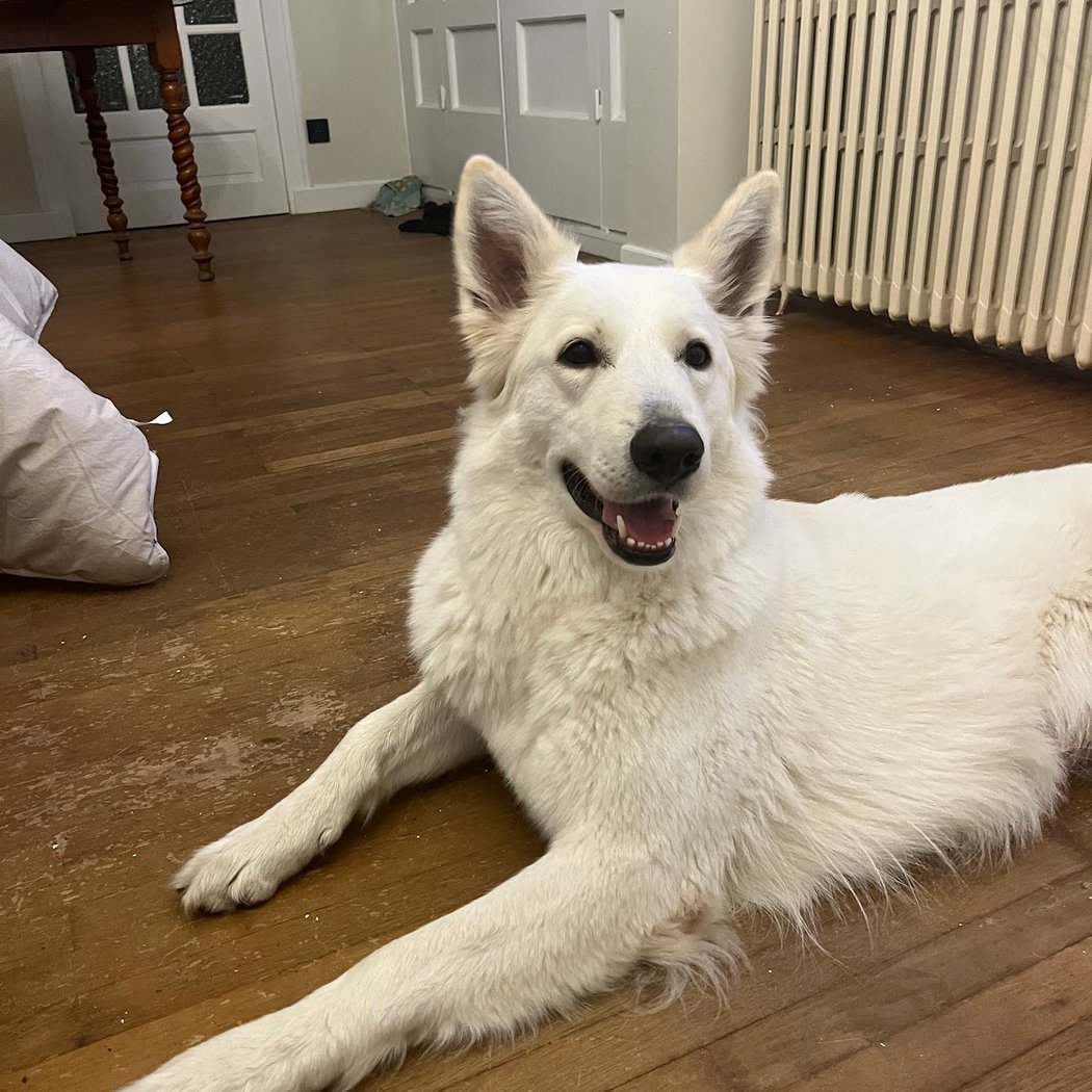 Comport'Canin - Éducateur Comportementaliste Canin 3