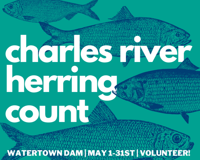 Charles River Herring Count 1