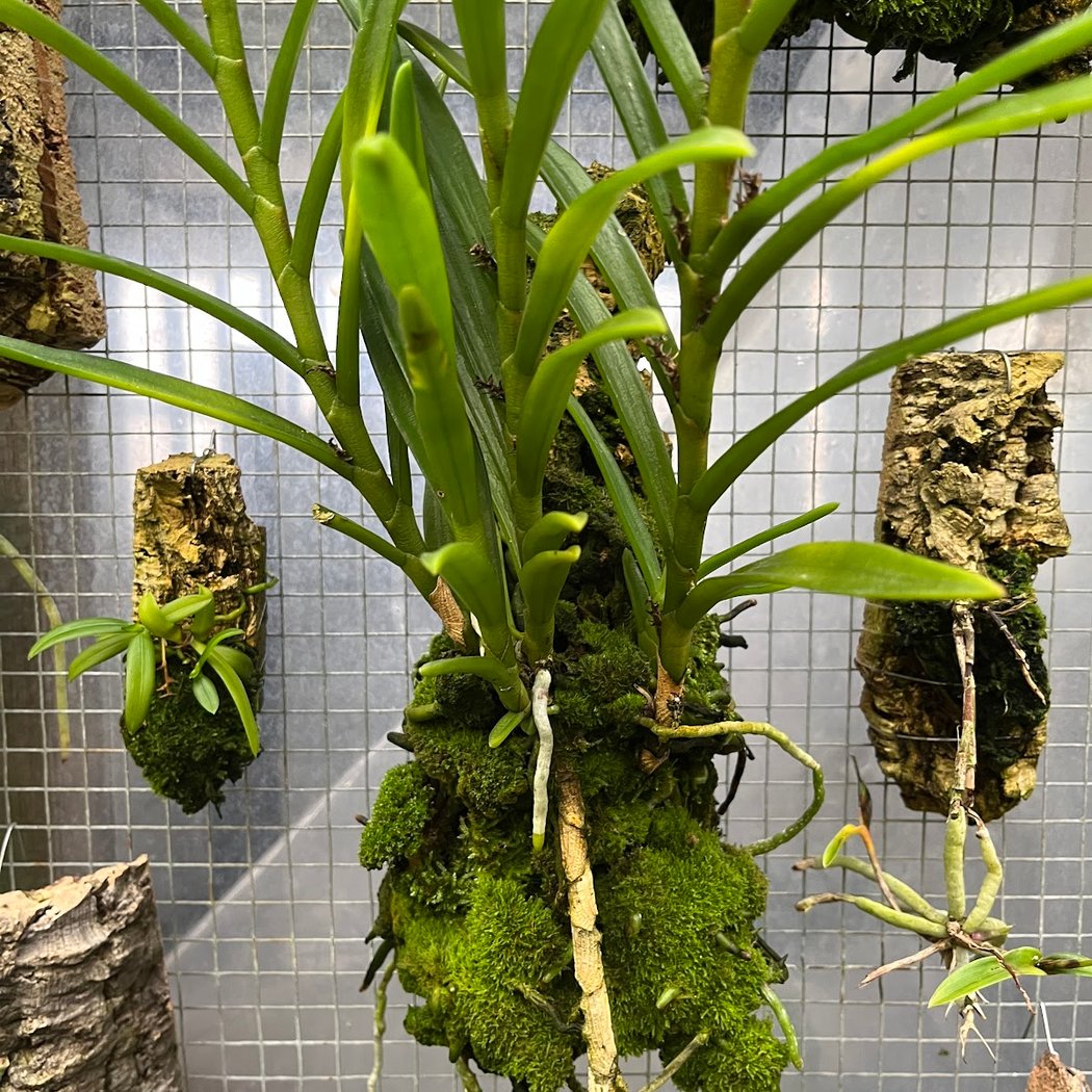 Hanging Gardens 3