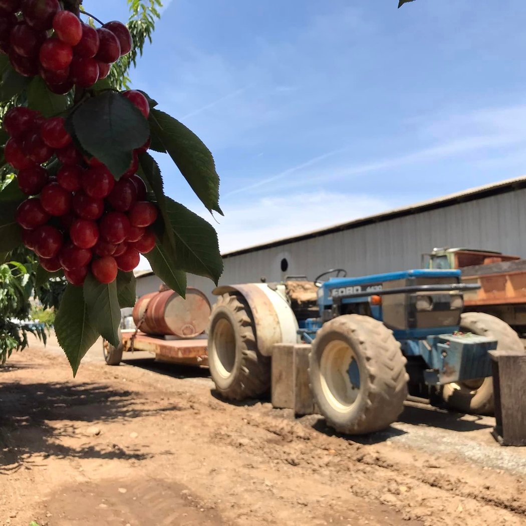 Mariani Orchards Harvest Experience 2