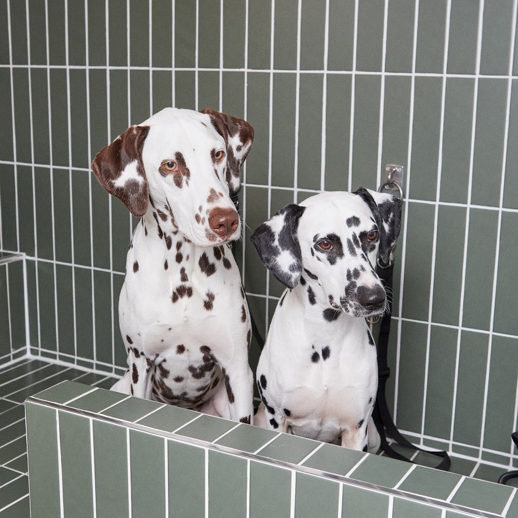 Barkers and Brothers 4