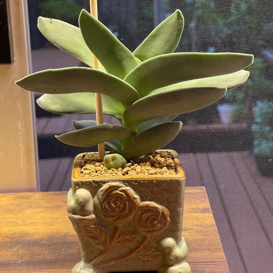 CKNY Succulents 3