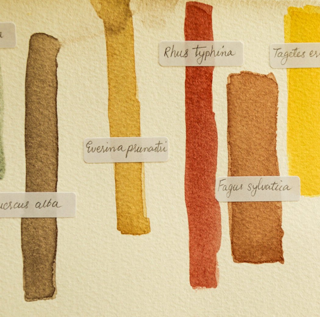 Painting Workshop: Making Natural Ink with Foraged Plants 3