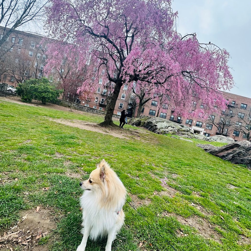 J. Hood Wright Park 1
