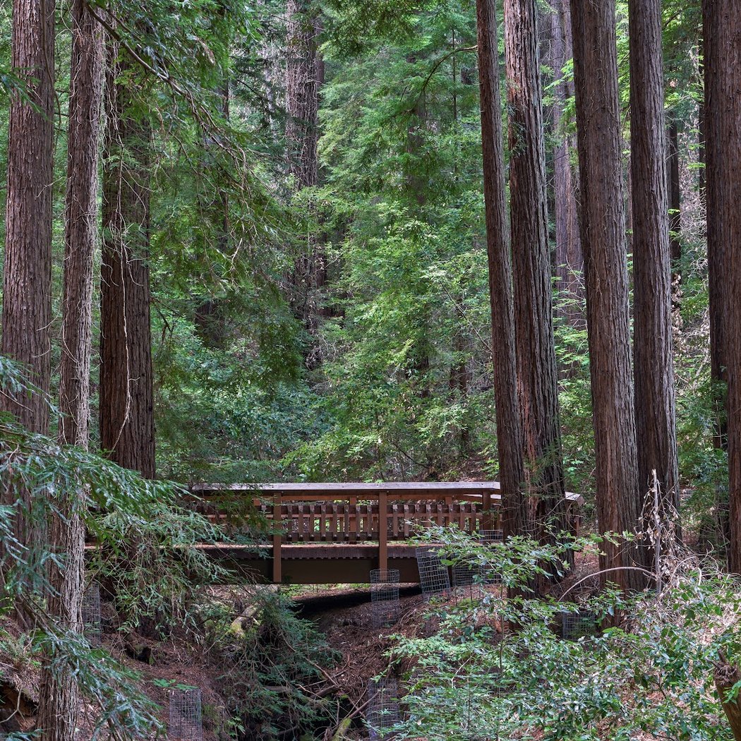Morning Hike at Bear Creek Redwoods 1