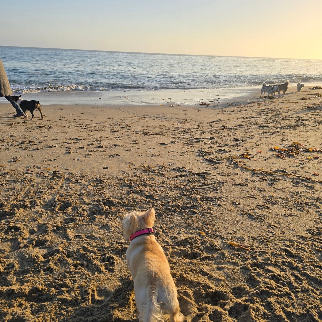 West Cliff Dog Park 3