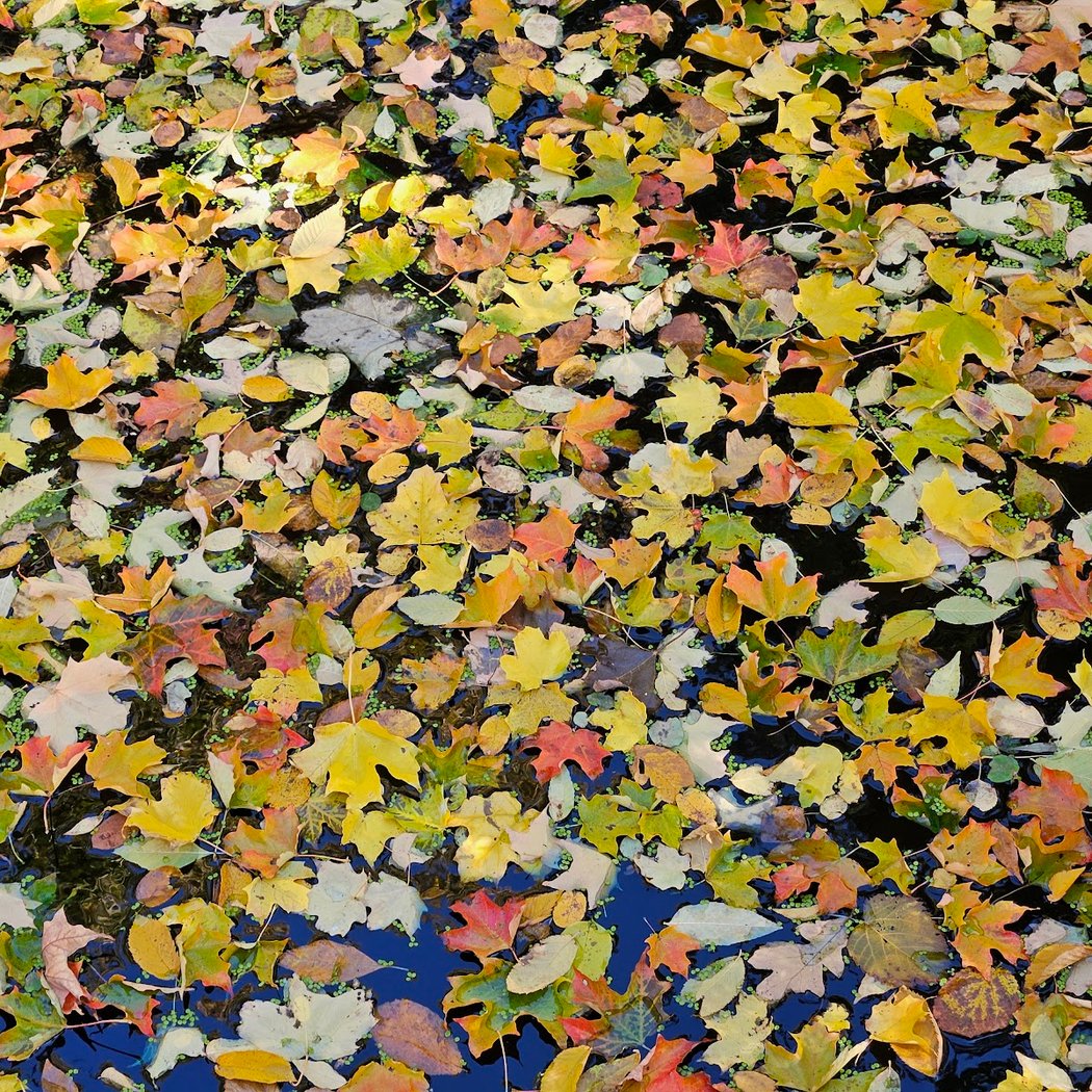 Shade Garden 3