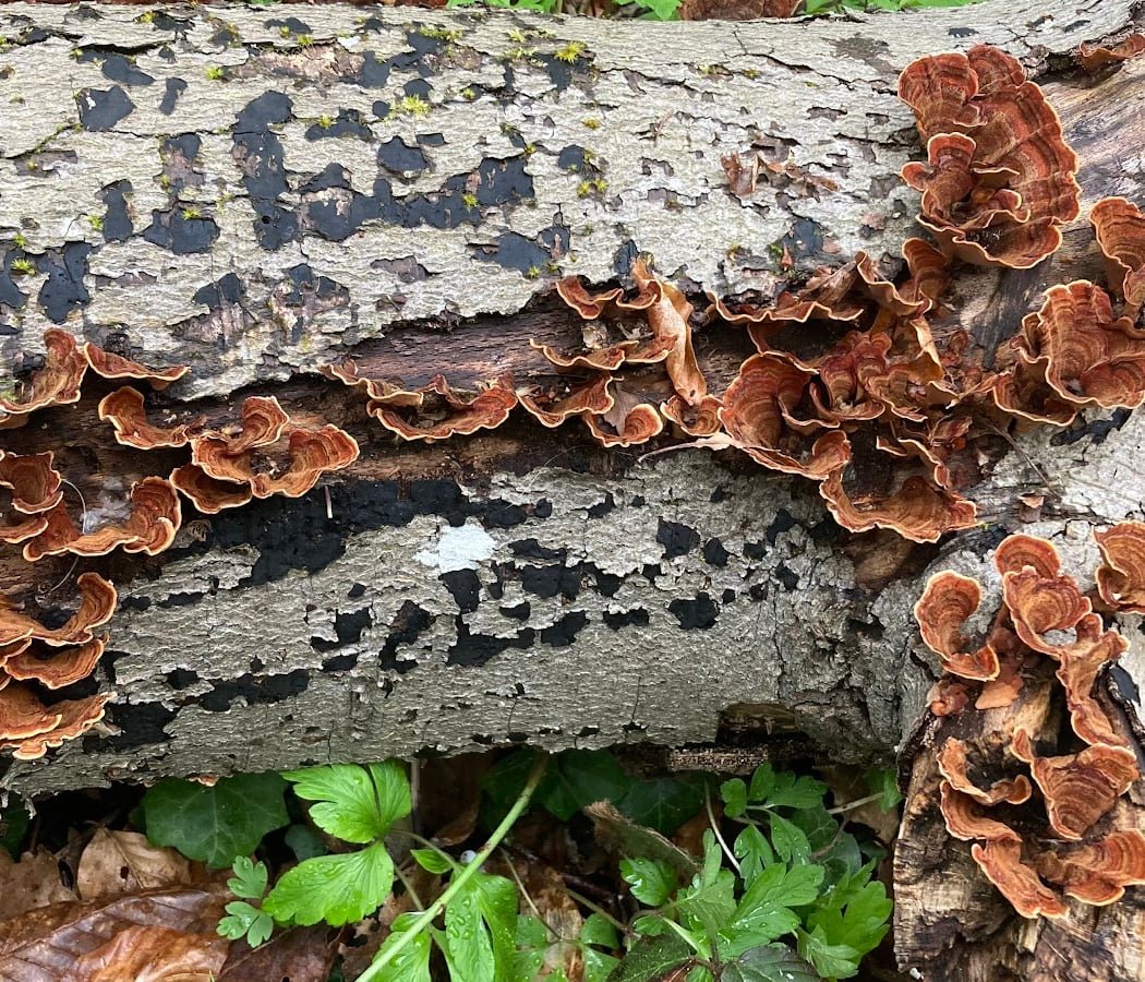 Le bois d'Elincourt 3