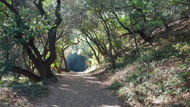 Leona Canyon Trail Head 1