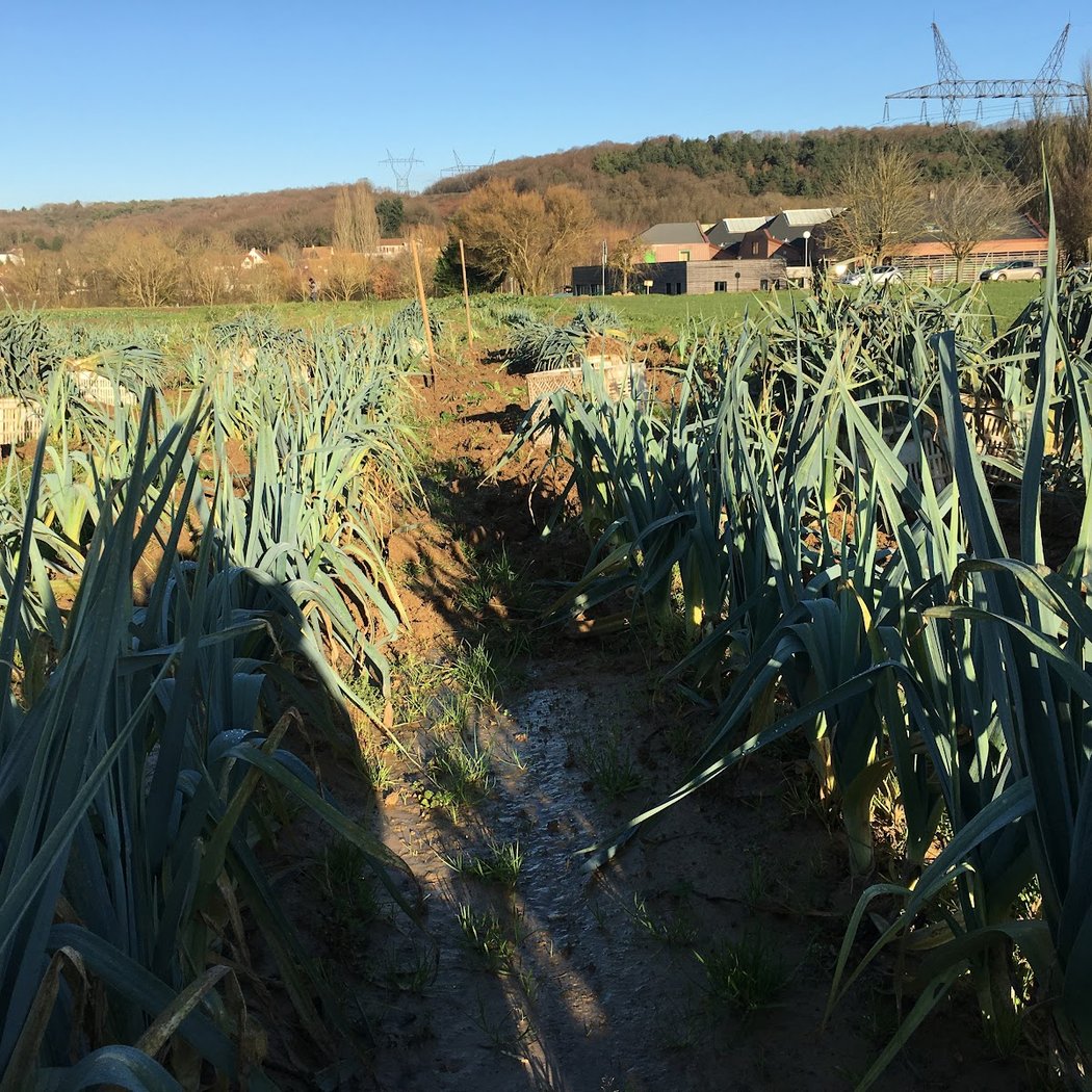The Marcoussis Vegetable Gardens 1