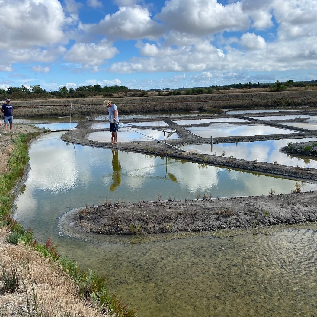 Salt marsh of Mornac sur Seudre 3