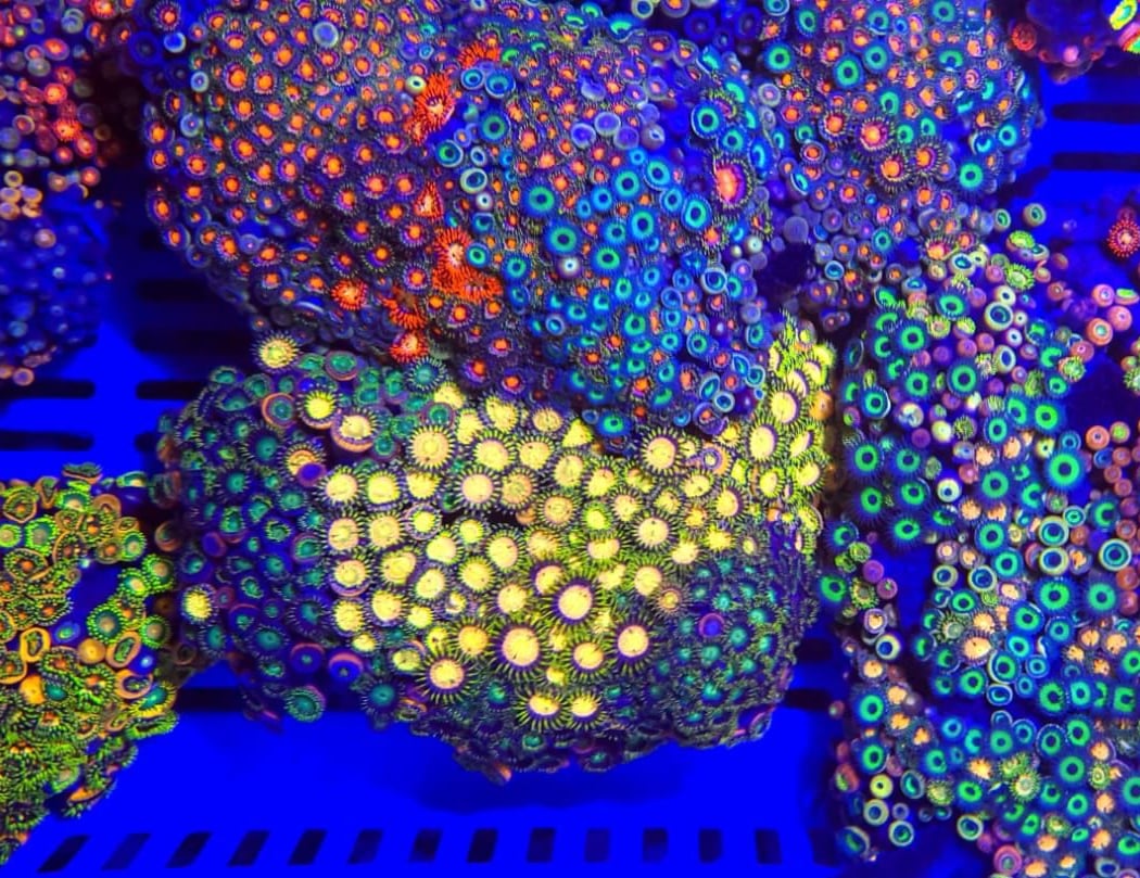 Frank's Frag Farm 1