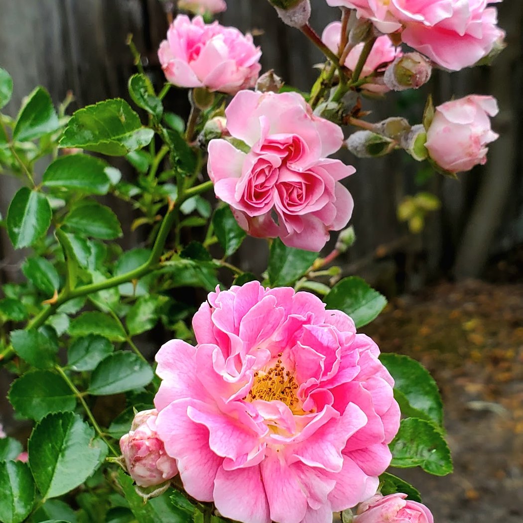 Annual Open Gardens Day 3