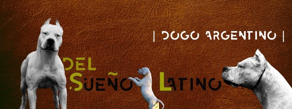 Élevage canin et pension canine Del Sueño Latino à Jans (Loire Atlantique 44) 2