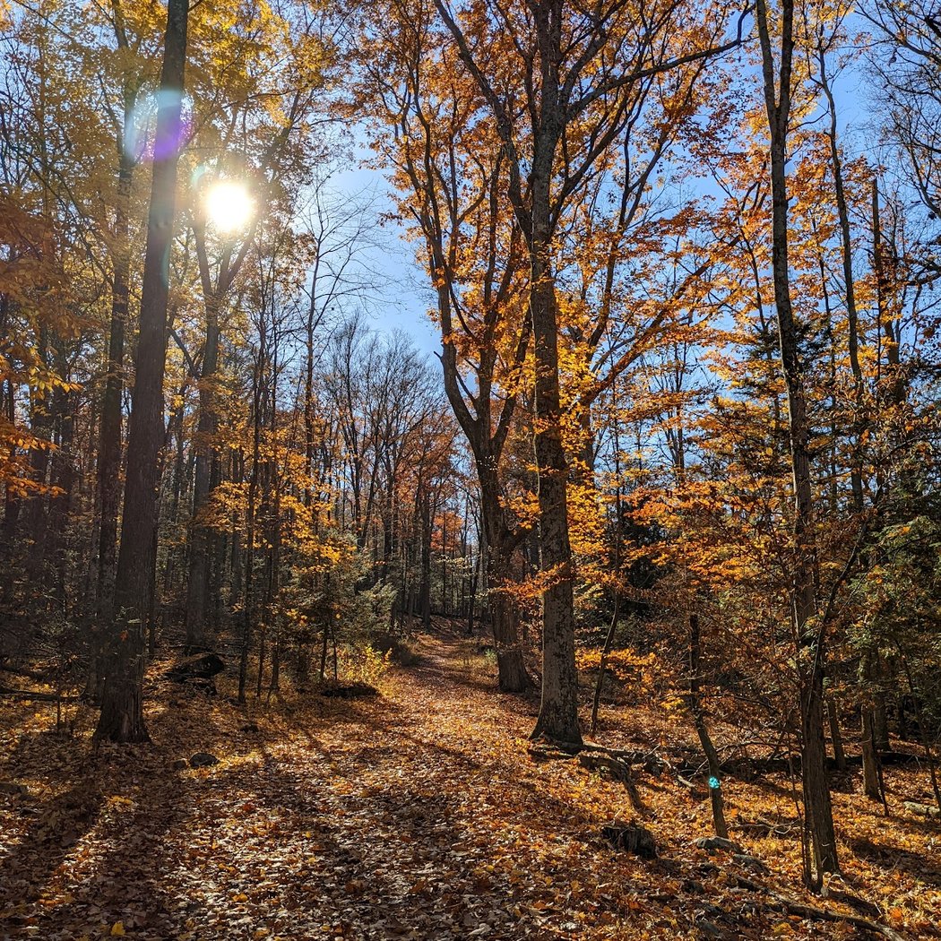 Bluestone Wild Forest 1