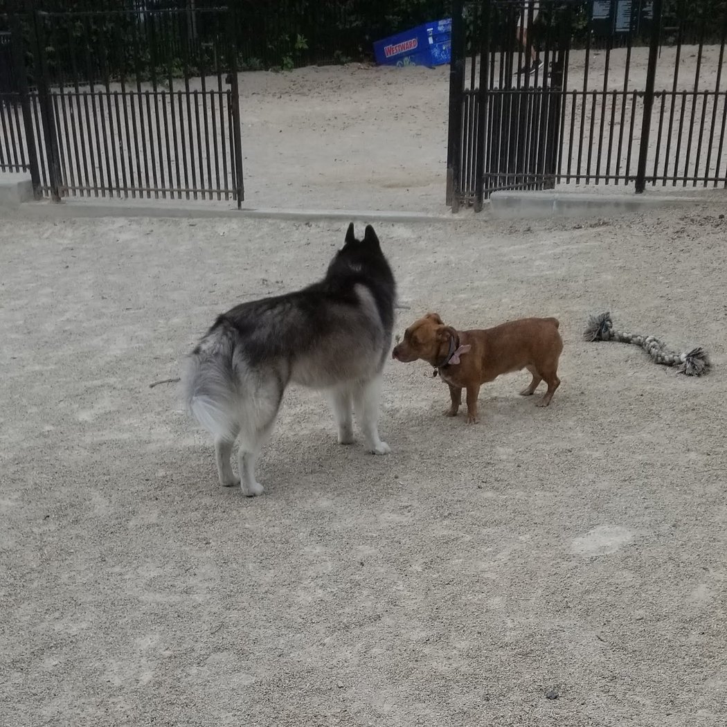 Cooper Park Dog Run 3