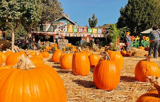 Lemos Farm Pumpkin Patch 1