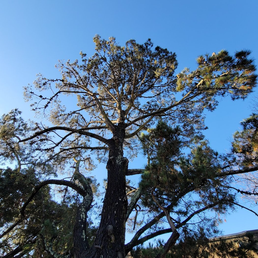 Raven Tree of Mill Valley 1