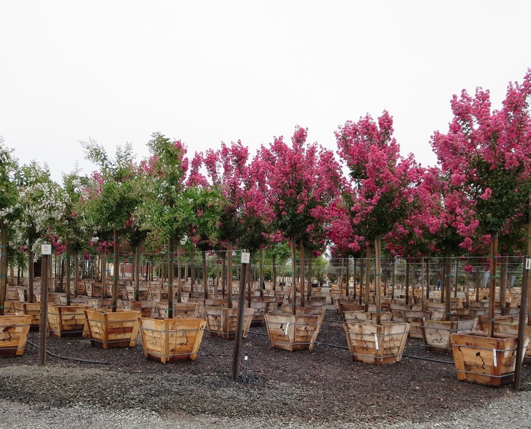 Devil Mountain Wholesale Nursery - Petaluma 1