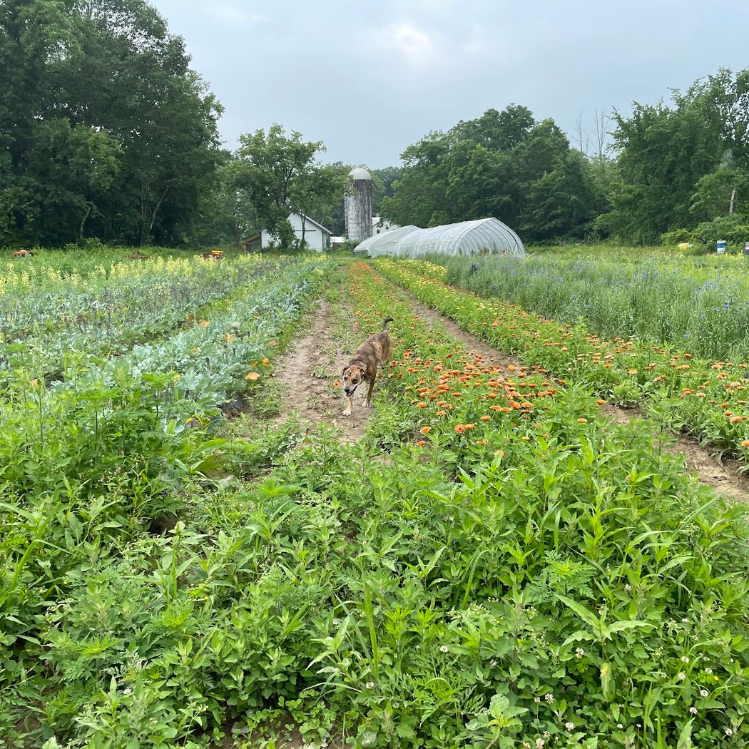 Back Home Farm 2