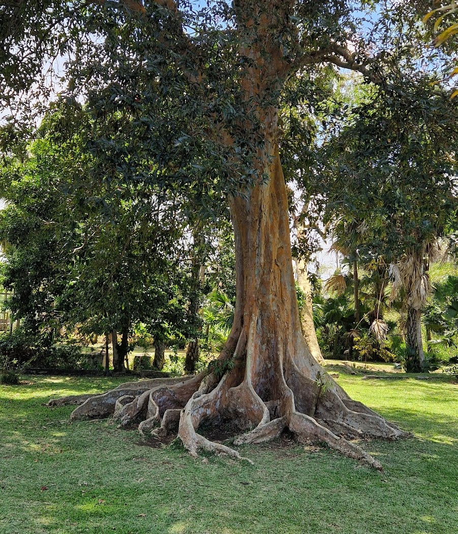 Pamplemousses Garden 3