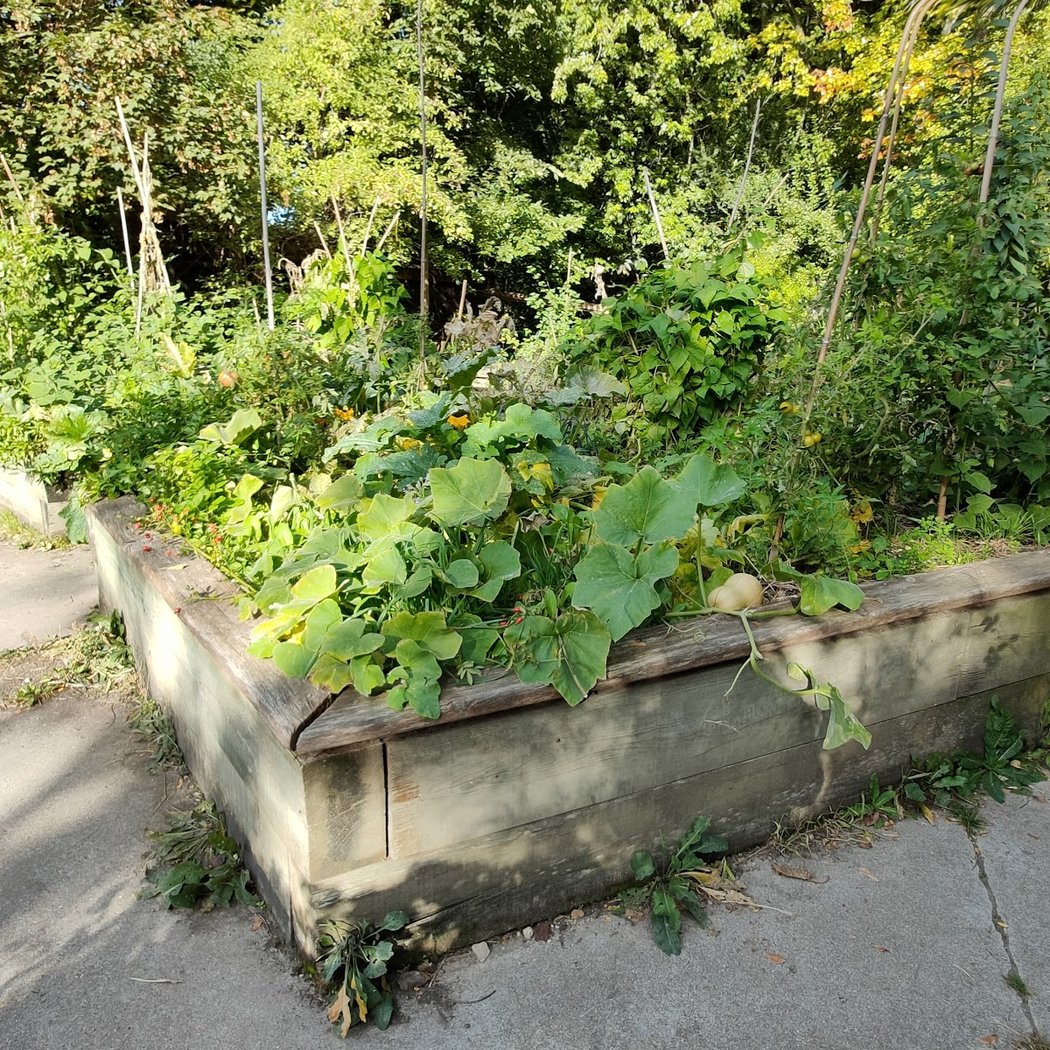 Astuces de graines 2