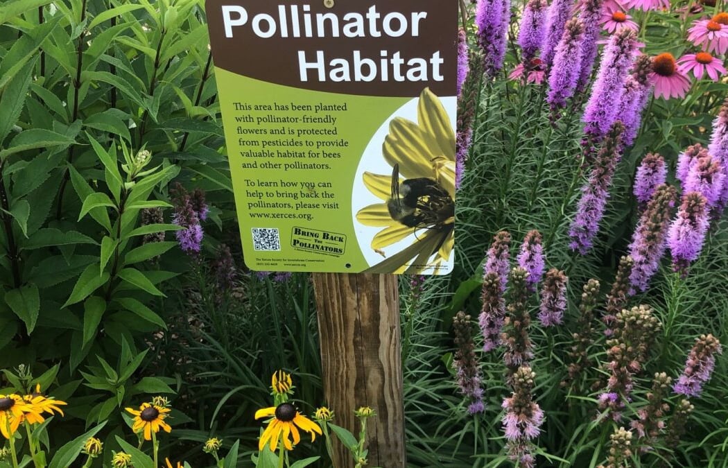 Pollinator Palooza 3