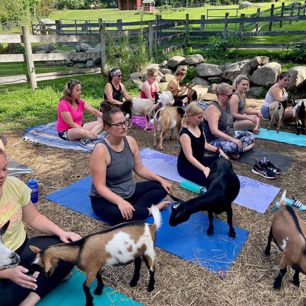 Goat & Bunny Yoga Classes 2