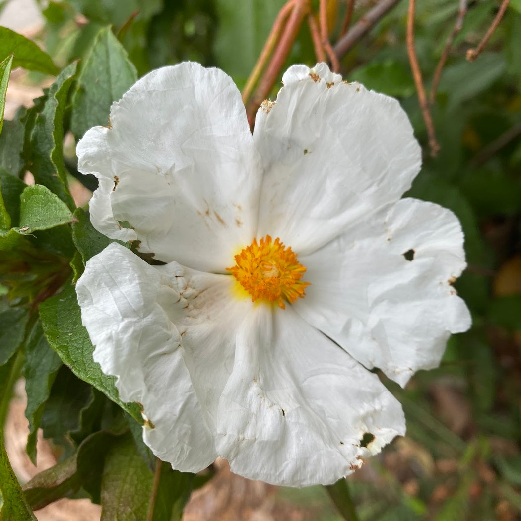 California Native Garden 3