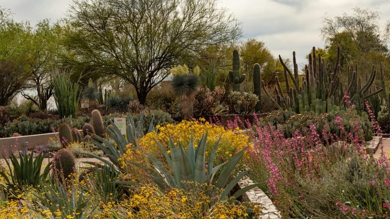 Desert Botanical Garden 3