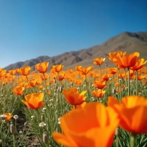 EVENING LAND: Eight Songs from California for Voices and Piano – A World-Premiere Concert 1