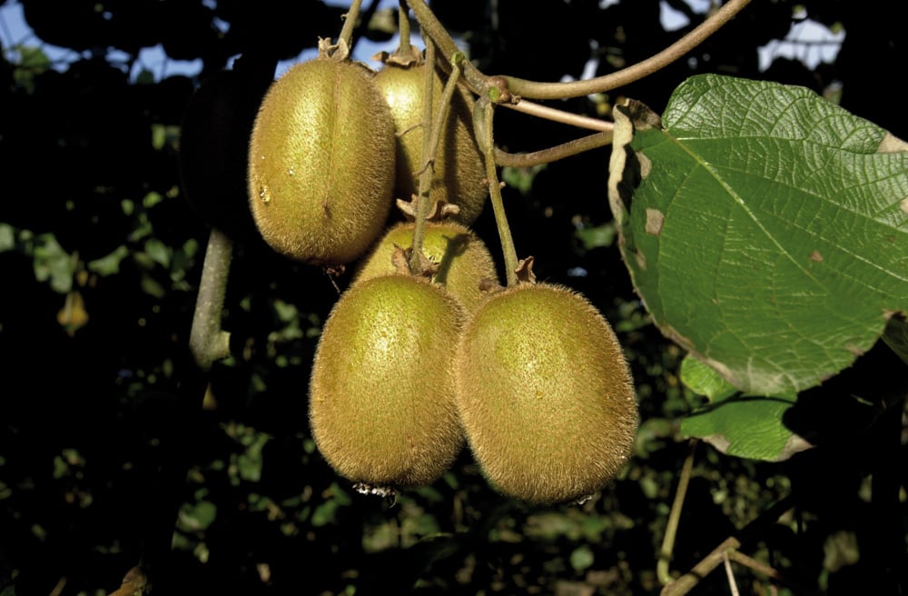 Cueillette et vente de kiwis 1