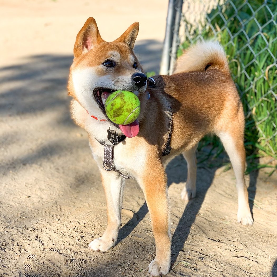 Laurel Canyon Dog Park 1