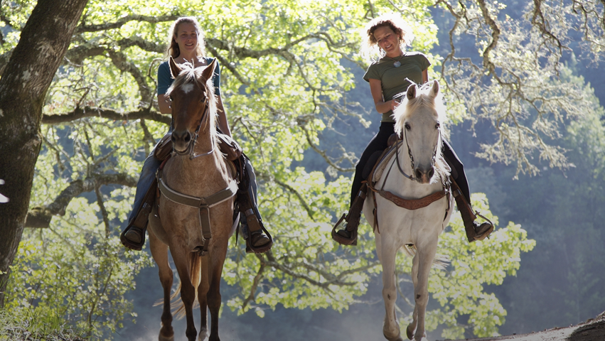 City Island Stables, Inc. 1