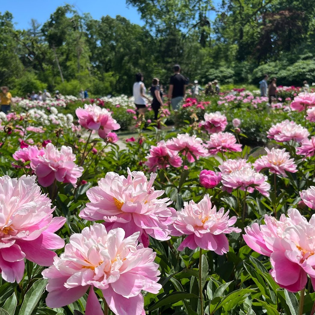 Peony Bloom 1