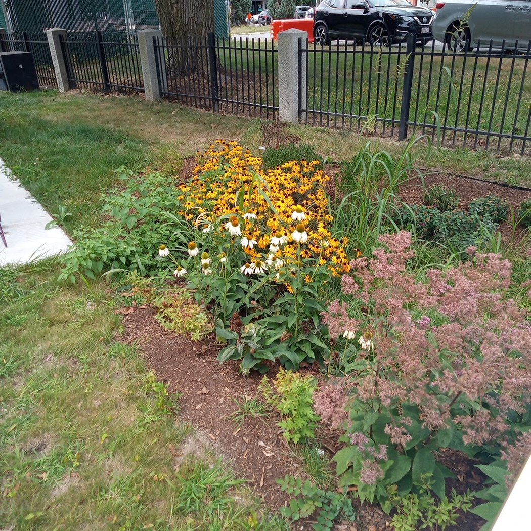 Codman Square Park 2