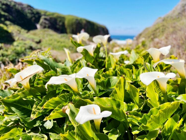 Calla Lily Valley 1