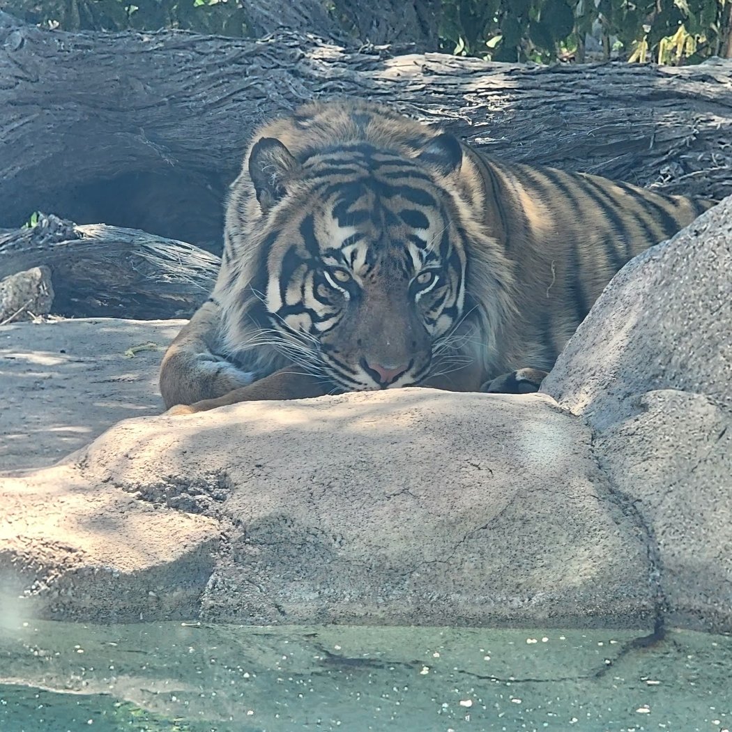 Spookie Stripes Safari 2