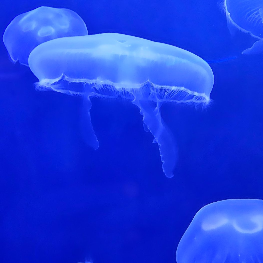 Adventure Aquarium 5