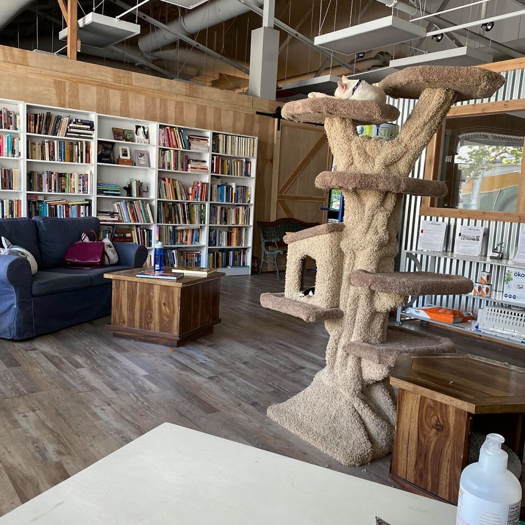 Morti's Used Book Nook & Cat Adoption Lounge 3