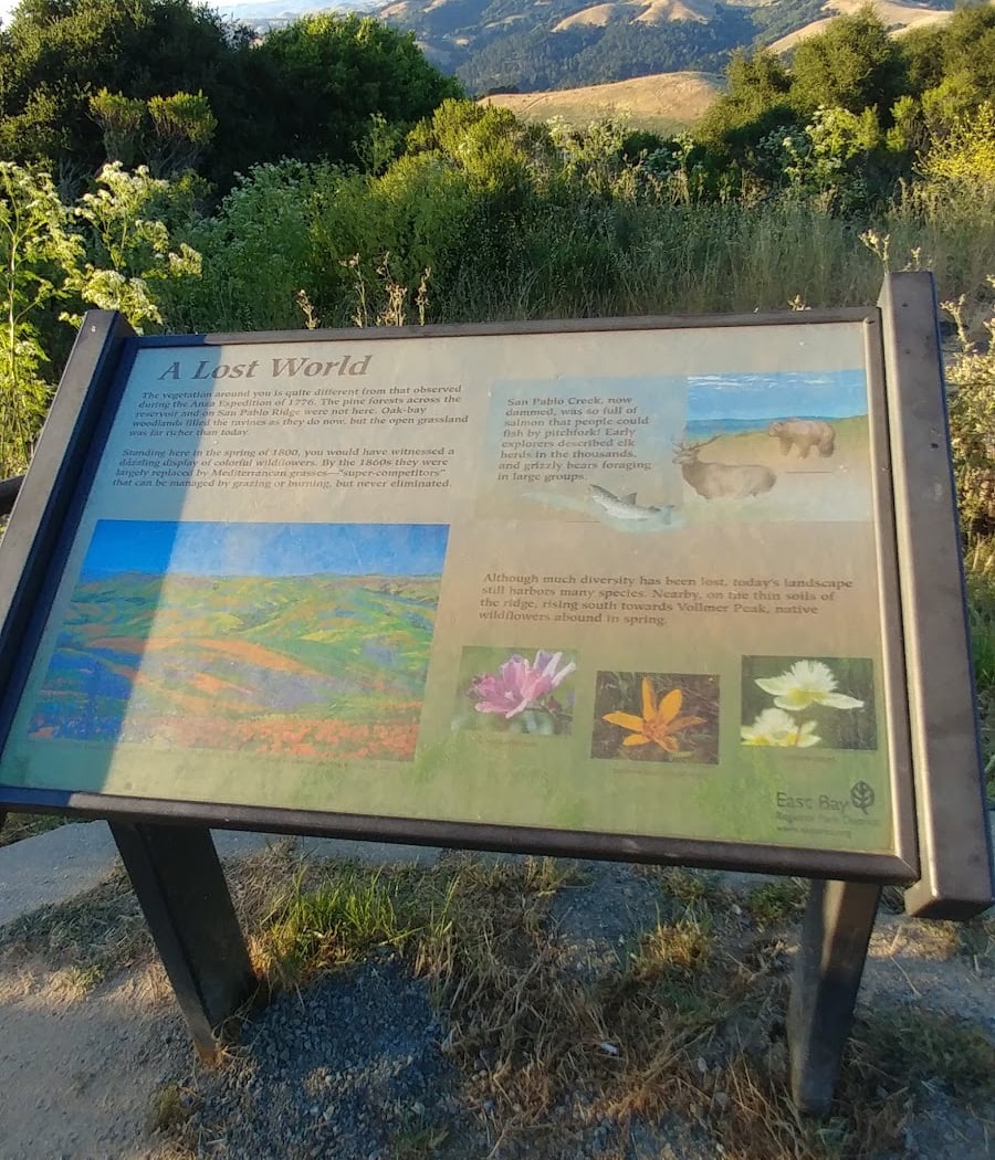 Sunrise Hike in Tilden Park 3