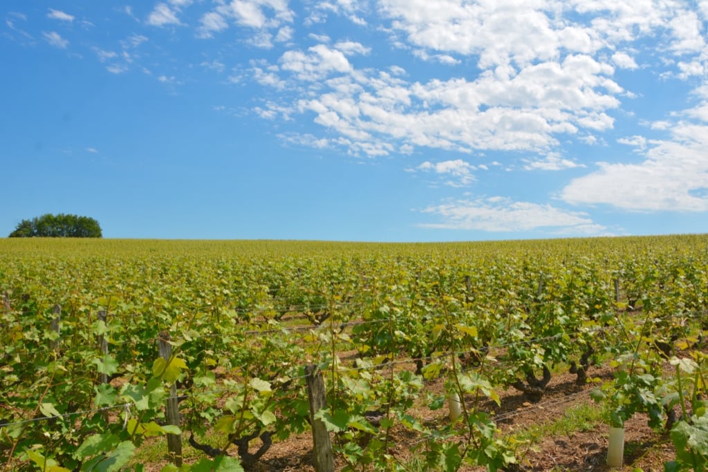 Loire Wine Tours 3