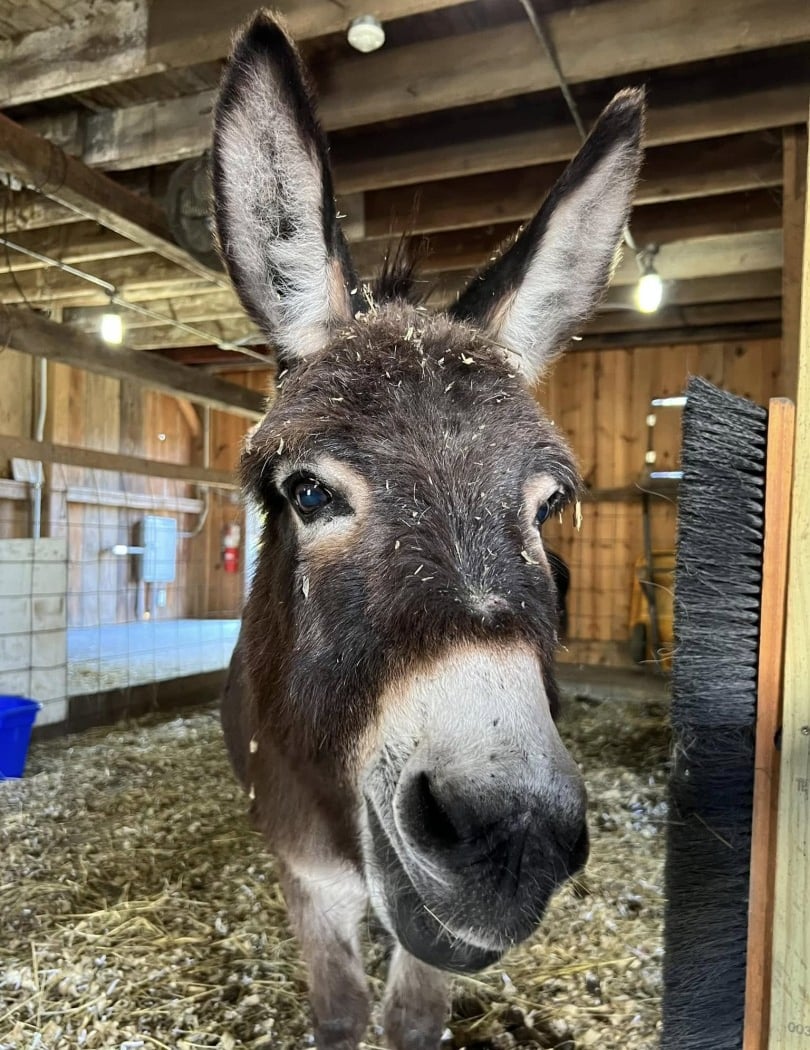 Barnyard Buddies 2