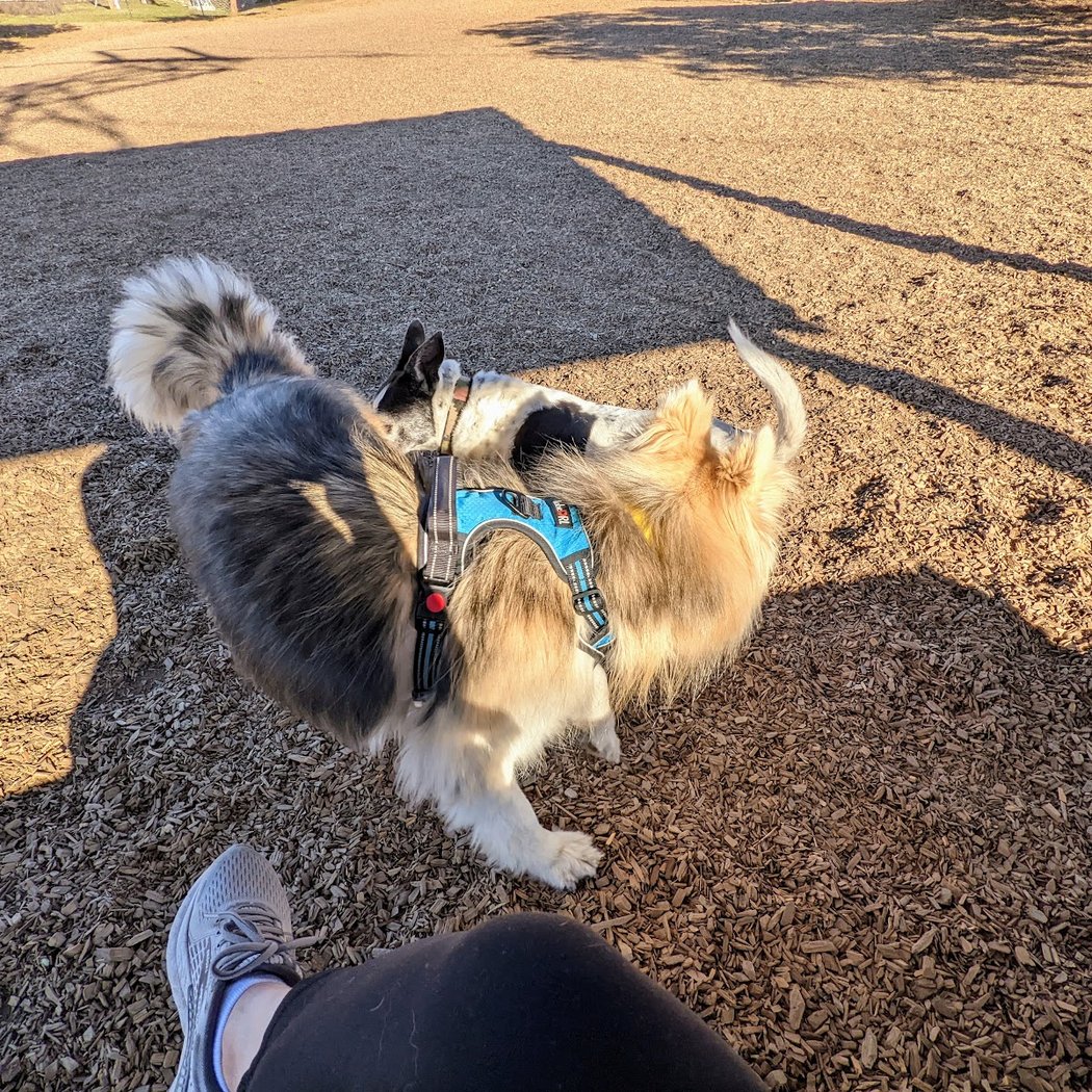 Del Mar Dog Park (Off-leash, open dawn-dusk) 3