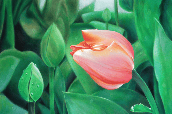 Flora in Focus 2